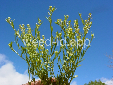 pepperweed, sand